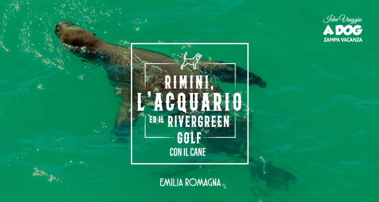 Rimini, l’Acquario Leoni Marini di Rimini ed il Rivergreen Golf con il cane