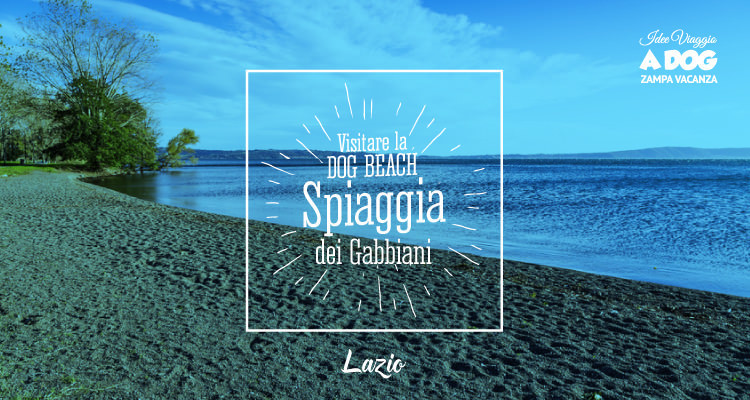 La Dog Beach spiaggia dei gabbiani