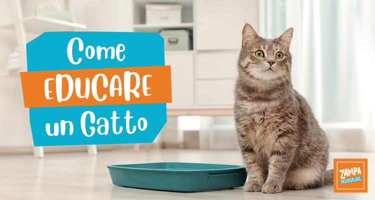 Consigli su come educare un gatto | Zampa Vacanza